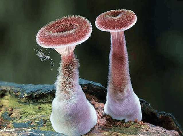 植物世界也疯狂,盘点那些奇特的蘑菇,有的可爱,有的瘆人!