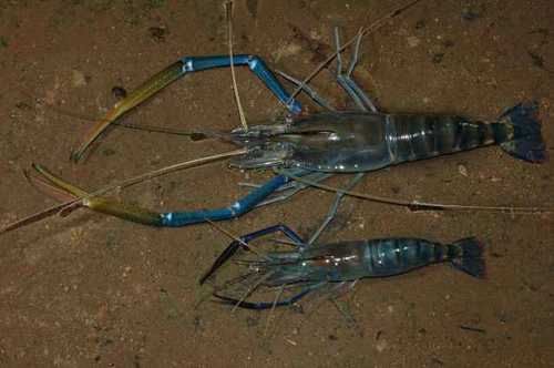 越南泛滥成灾的"虾王":繁殖能力超强,当地人将虾打捞上来埋掉