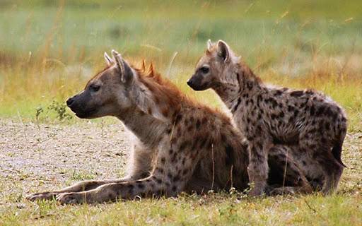 为什么雌性斑鬣狗繁衍后代的器官,和雄性很相似?是雌雄同体吗?