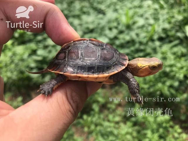 饲养黄缘闭壳龟十大误区你中招了几个龟谷鳖老