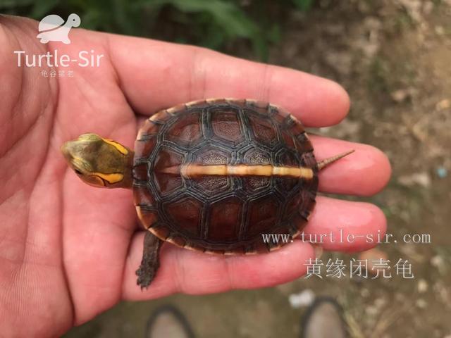 饲养黄缘闭壳龟十大误区你中招了几个龟谷鳖老