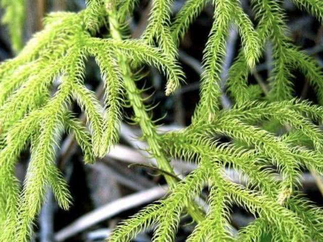 以往叫它蜈蚣草枝条有80厘米长拔走1棵少1棵请珍惜