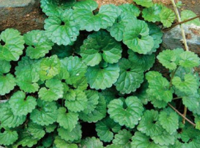 乡下的神仙草,治跌打损伤有奇效,老人都知道!