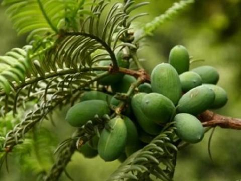 香榧的人工栽培：掌握林下栽植模式，一次种植多年采收|榧子|香榧|栽培_新浪新闻