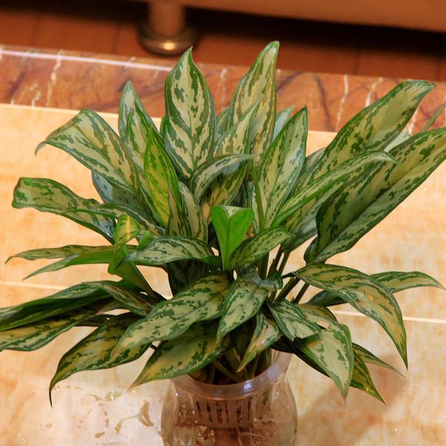 万年青品种多,银皇后叶子浅薄颜值高,放在客厅有品位