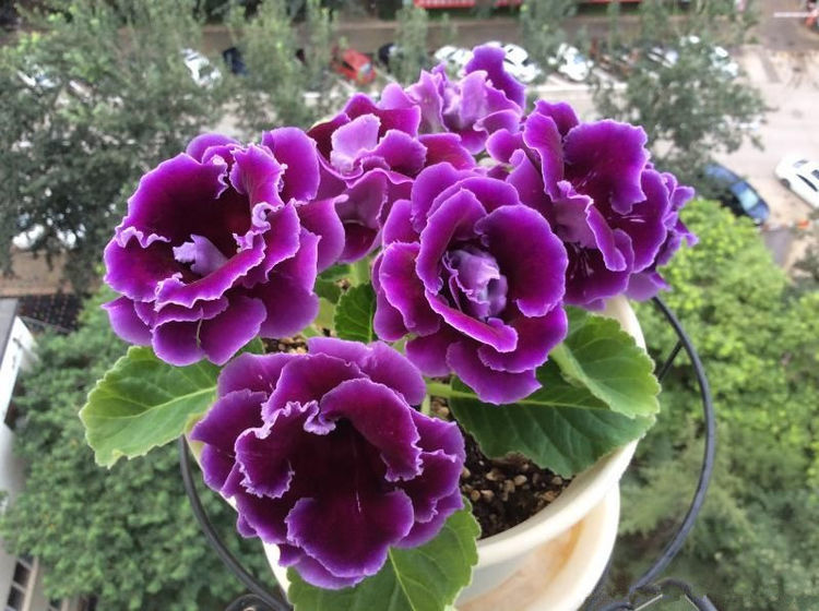 喜欢菊花,就养盆"菊中珍品"硫华菊,花开野性美,阳台变花海