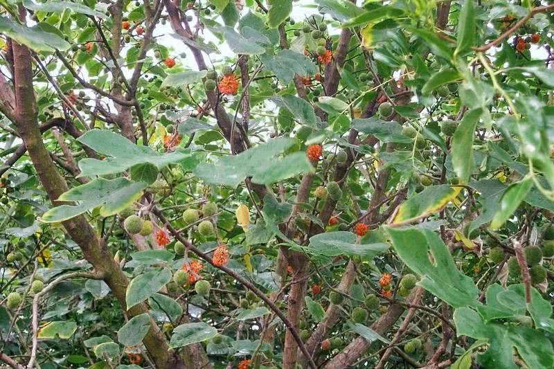 常误认是"桑葚",9元1斤供不应求|构树|桑葚|农民_新浪新闻