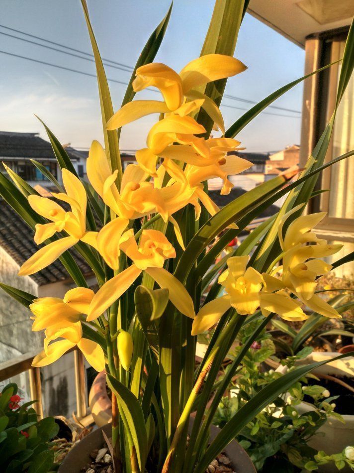 喜欢菊花,就养盆"菊中珍品"硫华菊,花开野性美,阳台变花海