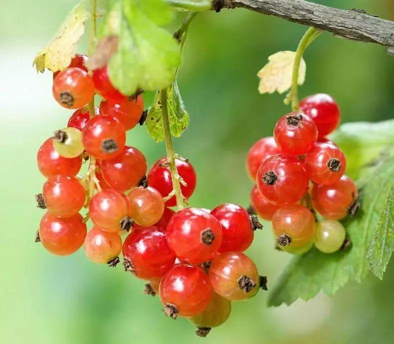 阳台打造小花园推荐这几种绿植叶子还能泡水喝清凉一夏