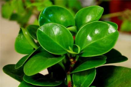 绿植圆叶椒草的养护方法