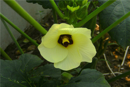 盆栽咖啡黄葵的养护方法