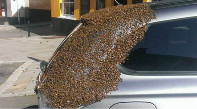 车主违停遭报复,取车时满车蜜蜂,让车主不敢靠近!