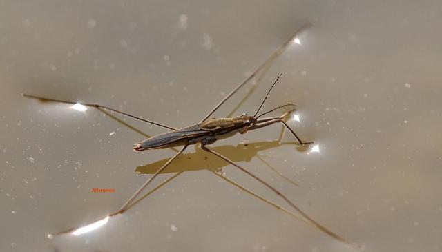 少,很多的小型昆虫都拥有这样的绝技,其中水黾(mǐn)就是水上漂的高手