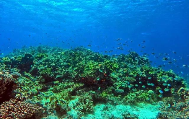 约旦有名的除了死海漂浮,海底景观也是世界级的.