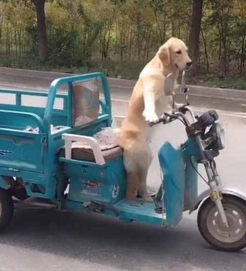 男子养了一条宠物狗这狗狗每天骑着电动三轮车去兜风