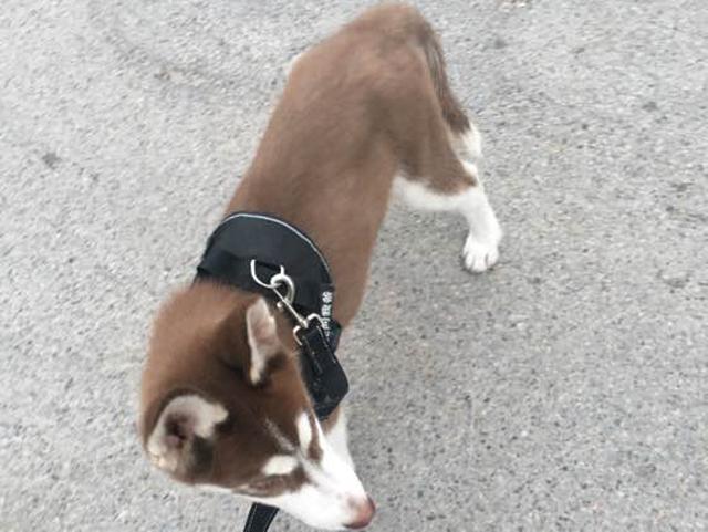 婆婆和老公逼我把哈士奇送走不让养,说出的理由让我流泪!