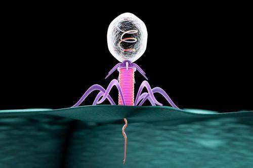 t2噬菌体实物图片