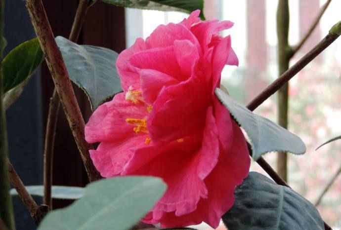 喜欢茶花首选精品茶花蒲门茶碧叶红花粉嫩可爱