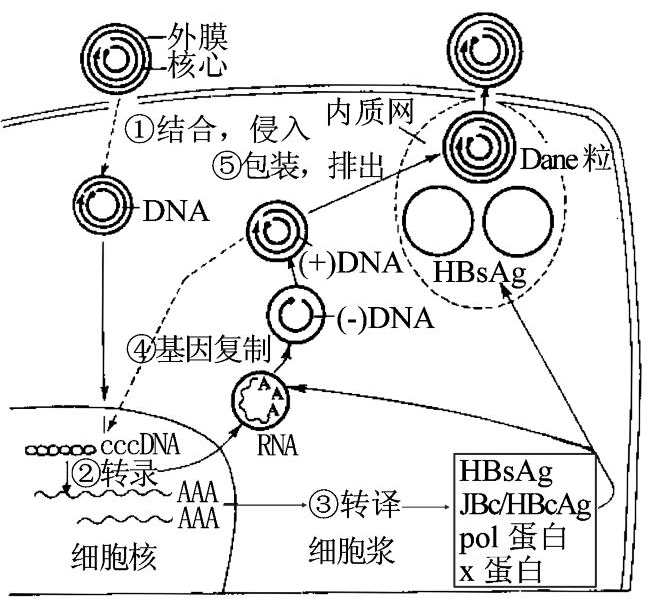 拒绝饮酒不乱用药,对转归方向有好处所以,通常并不是发现感染乙肝病毒