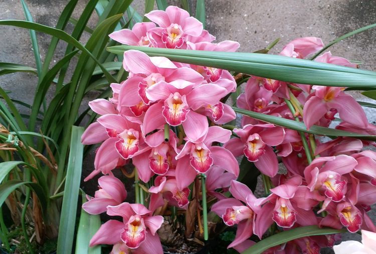 喜欢茶花首选精品茶花蒲门茶碧叶红花粉嫩可爱