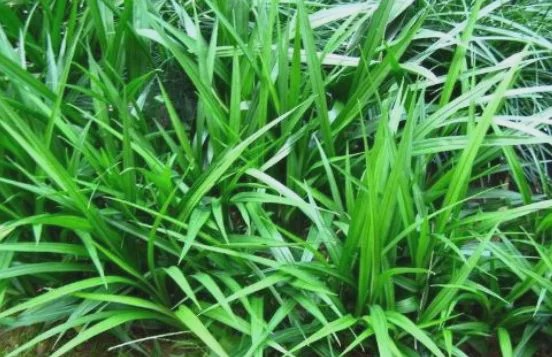 外形长似韭菜的野草常与石头一起生长根部入药卖30一斤