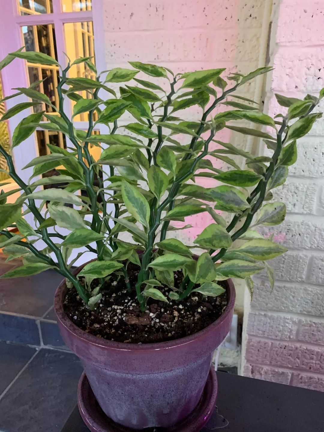 很多人不认识的白雀珊瑚,是一种懒人植物,粗养长得好