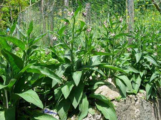 被称之为"青饲料之王"的聚合草,如何种植呢,看完明白了
