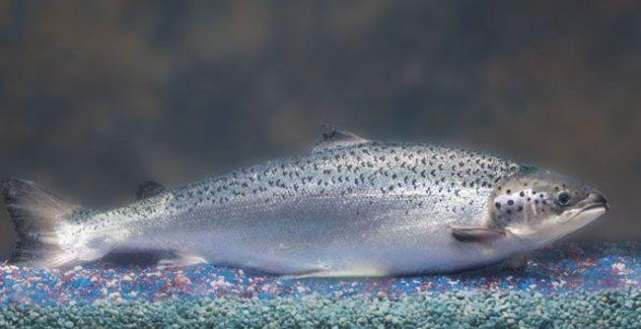 10种基因改造动物,预示一切皆有可能|蜘蛛侠|三文鱼|基因改造_新浪