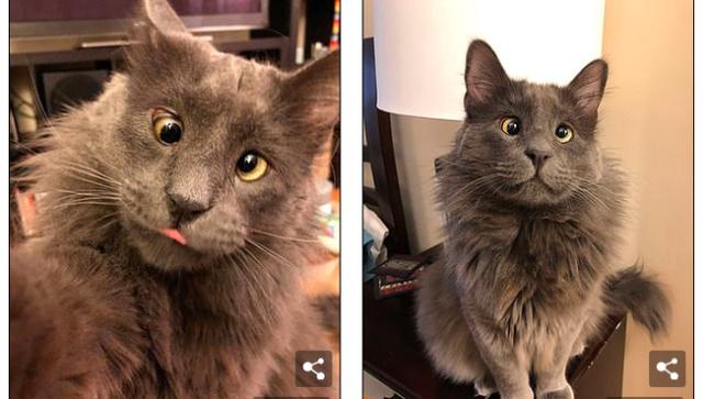 美国斗鸡眼猫咪成网红粉丝25万主人售卖小猫周边捐款超4万