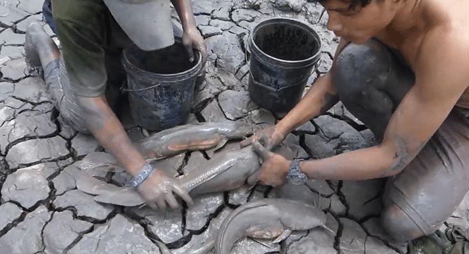 世界上最"难死"的鱼, 在40度高温的沙漠中没水也能存活4年|肺鱼|鱼