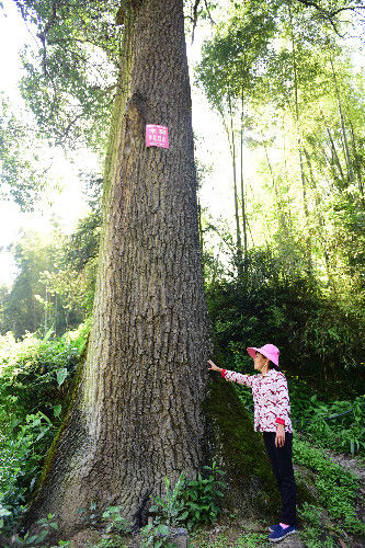 湖北发现千年木荷树当地人尊敬的称为药王树