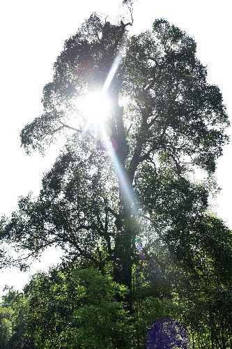 湖北发现千年木荷树当地人尊敬的称为药王树