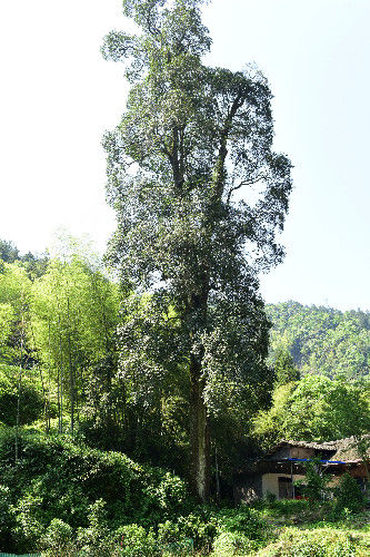 湖北发现千年木荷树当地人尊敬的称为药王树