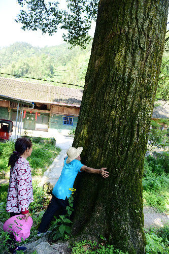 湖北发现千年木荷树当地人尊敬的称为药王树