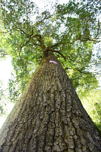 湖北发现千年木荷树当地人尊敬的称为药王树