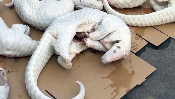 男子看到挖掘机填埋大量白色物体,走进看到的令人触目惊心|穿山甲