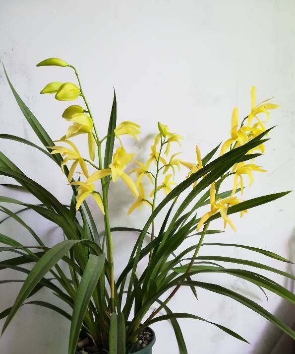 金辉玫瑰 此款养花必备,花朵的颜色是红色的花瓣边缘