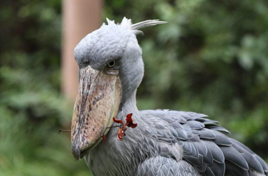 长相呆萌的"大头鸟",见人就拔毛相赠,背地里却以鳄鱼为食