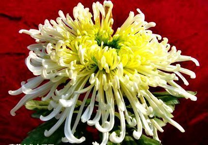 喜欢菊花,不如养盆"菊中臻品"汉宫秋,似美人偏偏,绚丽典雅!