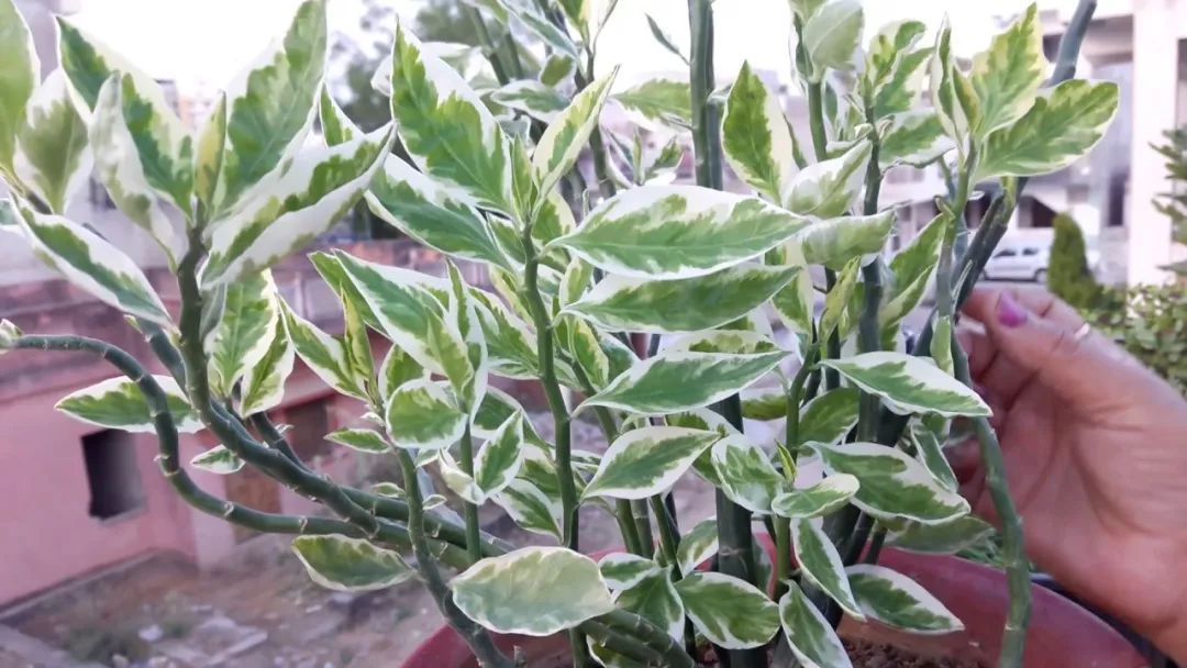 很多人不认识的白雀珊瑚,是一种懒人植物,粗养长得好