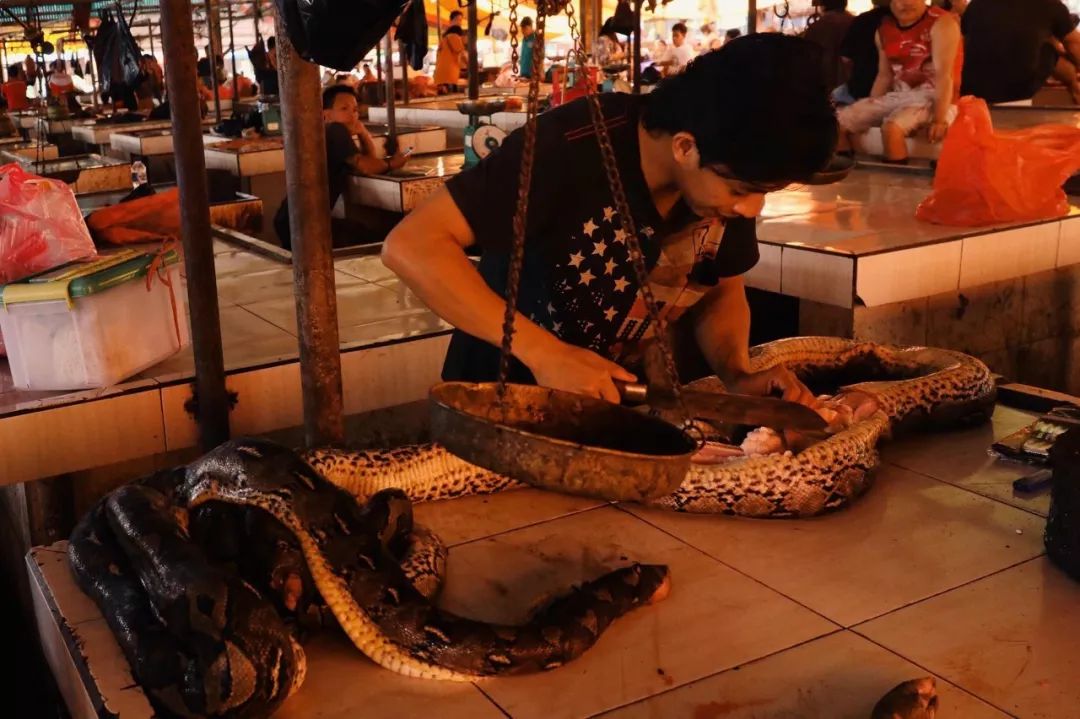 某些东南亚野味市场已经成为游客打卡的地方 / 图虫