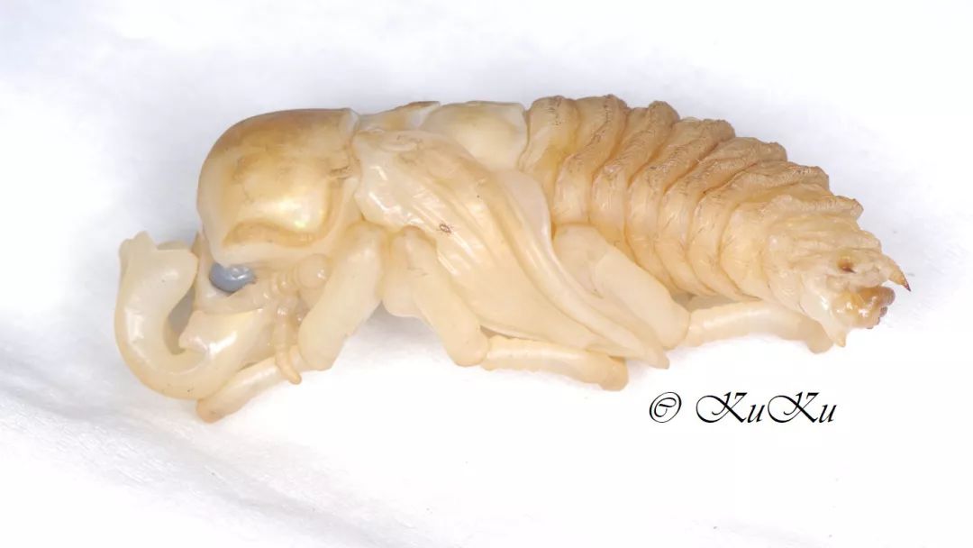 雄性彩虹锹甲的蛹.