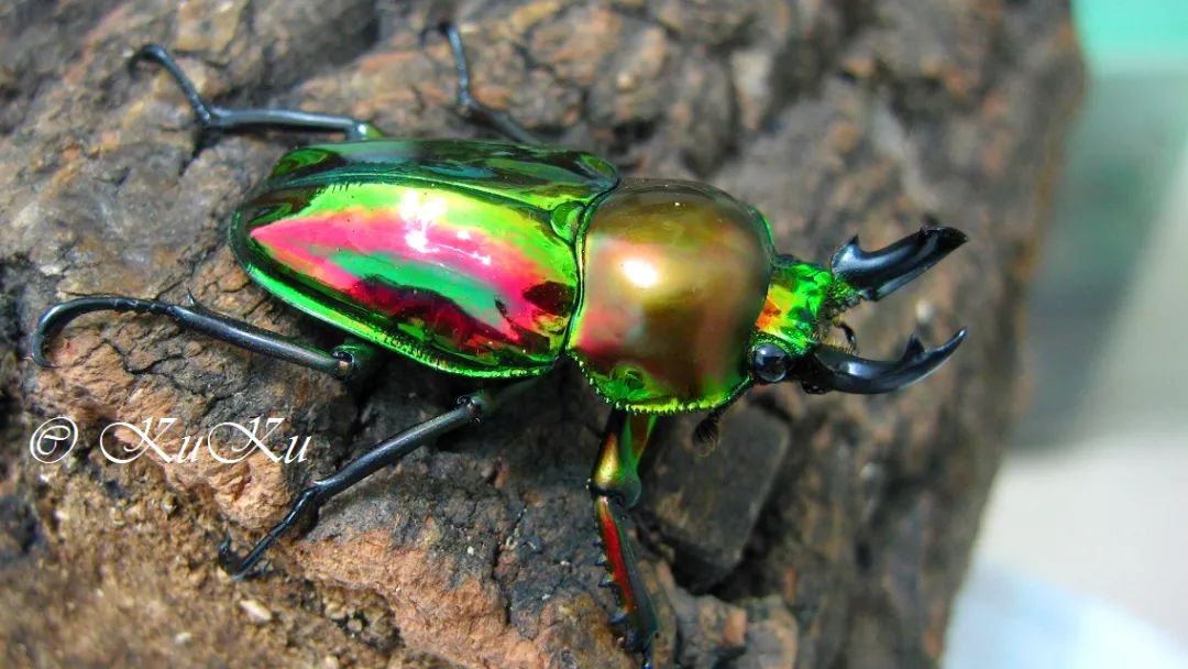 这种最大体长可超过六厘米的美丽甲虫,自然分布范围局限在澳大利亚
