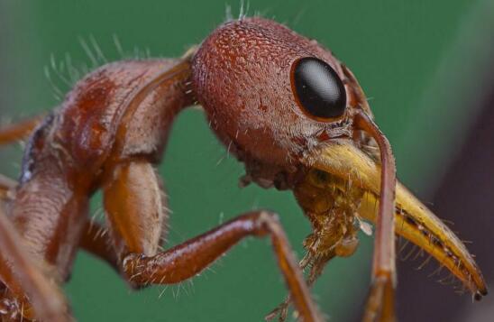 远古时期的巨型蚂蚁竟然深藏剧毒成危害
