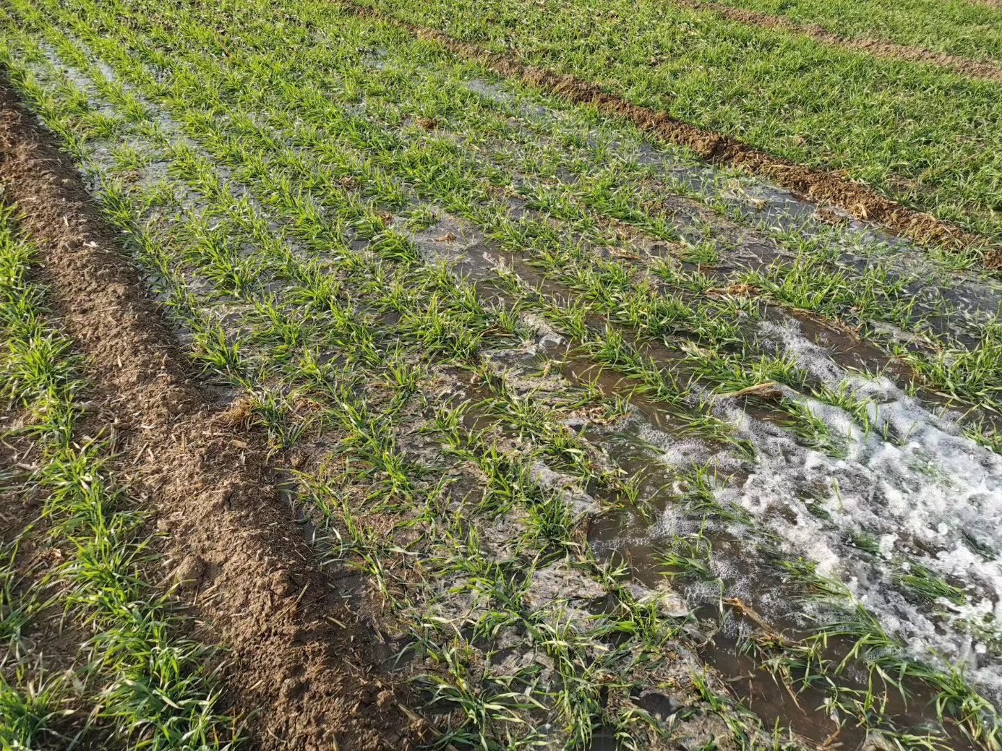 2月份可以给小麦浇返青水吗满足这3点条件就可以去浇水了