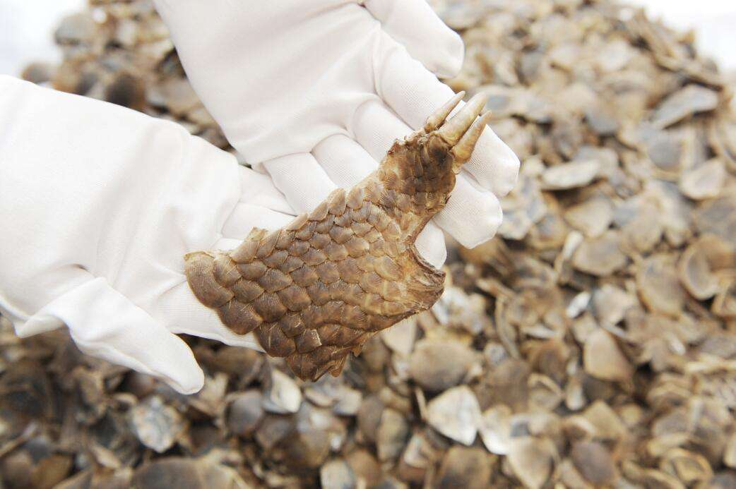 从医学上来看,穿山甲没有一丝药用价值