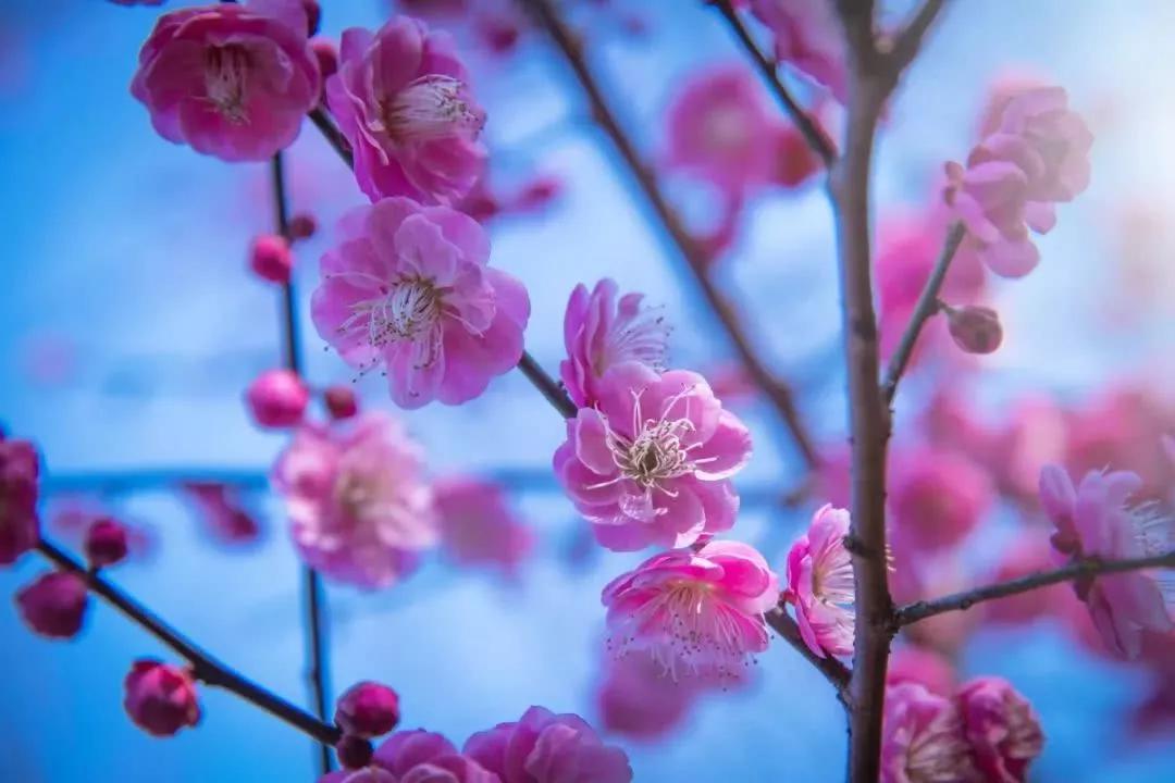 作为国家生态文明教育基地的浙江农林大学,校园里拥有红梅,青梅等各种