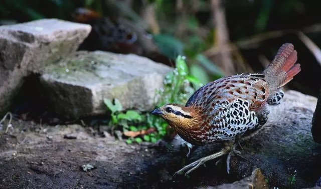 可以考虑养殖项目|竹鸡|养殖|饲料_新浪新闻