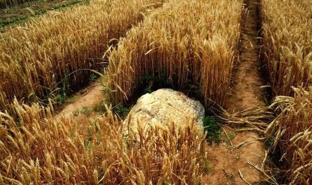 世界上最矮的山只有60厘米高还没有一块石头大被重点保护