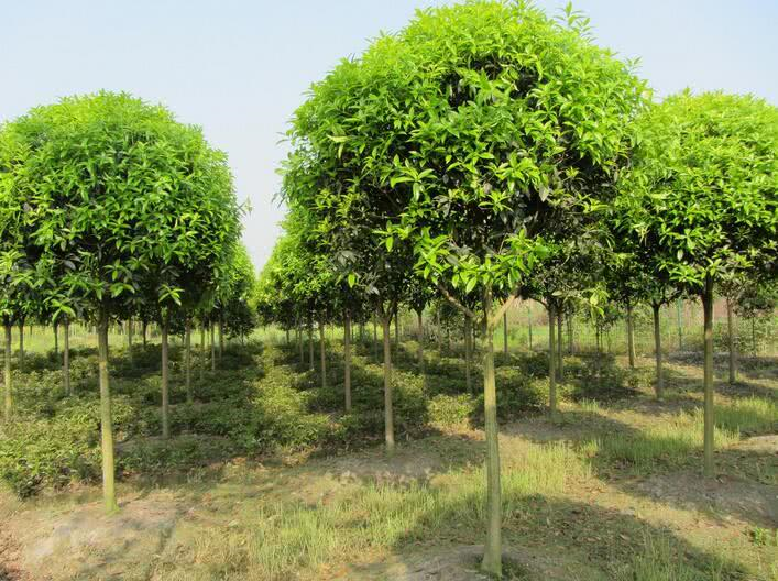 曾一棵2年就能卖30元,一亩产值十万,如今却跌落神坛,沦为柴火